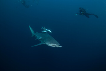 Bull shark swimming in water. Shark catch the prey. Marine life. 