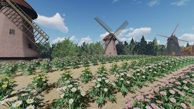 Passing thru field of colorful daises towards wooden windmills