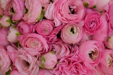 Macro shot of beautiful tender pink ranunculus bouquet. Visible petal structure. Bright patterns of flower buds. Top view, close up, background, selective focus, copy space for text, cropped image.