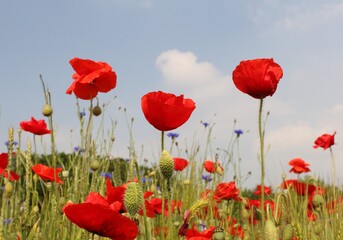 Obraz premium three red poppies closeup in a field margin with cornflowers and a blue sky in the dutch countryside in springtime