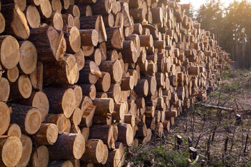 Deforestation, forest destruction. Timber harvesting in forest. Pile, stack of many sawn logs of pine trees close up