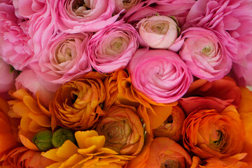 Fototapeta na wymiar Macro shot of beautiful orange and pink ranunculus bouquet. Visible petal structure. Bright patterns of flower buds. Top view, close up, background, selective focus, copy space for text, cropped image