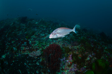 Bank Steenbras, chirodactylus grandis