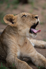 A Lion seen on a safari in South Africa