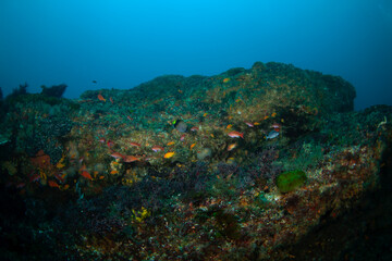 Coral, Africa coast, ocean