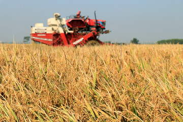 Fototapeta premium Combines harvester harvesting rice on a bright sunny day. Cutting rice in the morning. Rice harvesting by the combine.