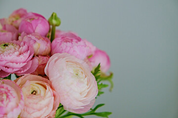 Macro shot of beautiful tender pink and white ranunculus bouquet over isolated background. Visible petal structure. Bright patterns of flower buds. Top view, close up, copy space, cropped image.