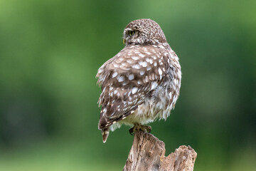 Little owl (Athene noctua) perched on a tree with a green background