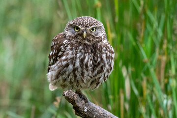 Little owl (Athene noctua) perched on a tree with a green background