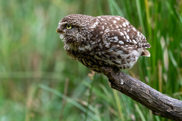 Little owl (Athene noctua) perched on a tree with a green background