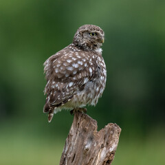 Little owl (Athene noctua) perched on a tree with a green background