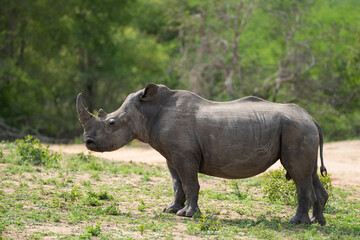 A White Rhino seen on a safari in South Africa