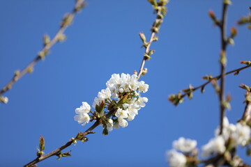 Fleur de cerisier au printemps