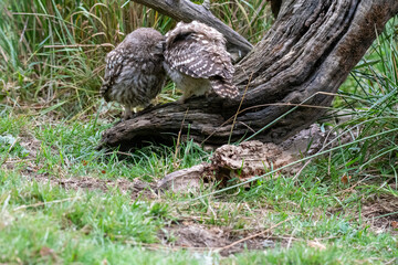 Little Owl (Athene noctua) siblings on a tree stump