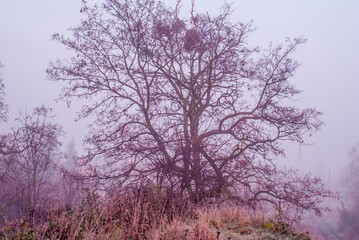 Obraz na płótnie Canvas drzewo we mgle 1