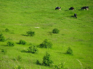 Krowy pasą się na zielonej łące