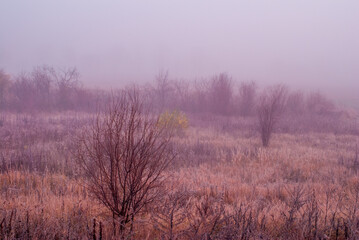 Obraz na płótnie Canvas łąki we mgle 1