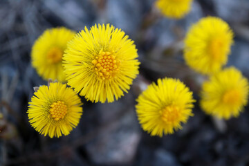 first spring yellow flowers Tussilago farfara coltsfoot close up - obrazy, fototapety, plakaty