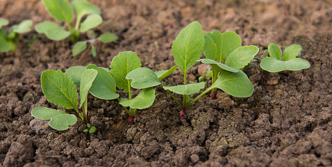 Radish seedlings in a greenhouse in early spring