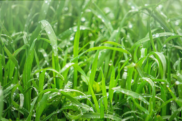 Green lawn grass in drops of dew