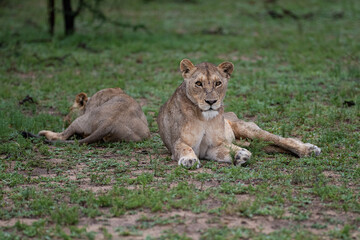 Obraz na płótnie Canvas A Lion seen on a safari in South Africa