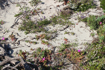 ground with grass and wild flowers at kangaroo island (australia) 