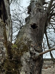 Curioso &aacute;rbol de gran radio y di&aacute;metro situado en Baamonde, Galicia.