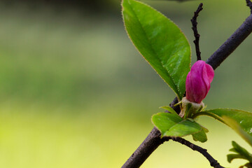 Spring flower: a rosebud on an apple tree branch soft focus