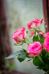 Bunch of roses in the old greenhouse