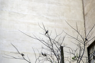 Birds on tree branches