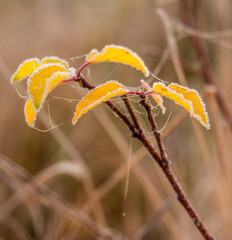 roślina i szron 1 © Mirosław