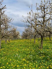 Wilde Blumenwiese im Obsthain
