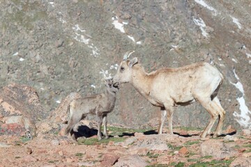 Mother bighorn ewe and baby bighorn lamb