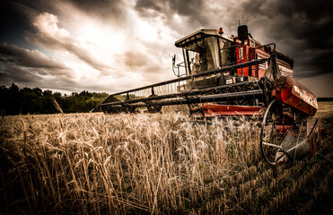 Fototapeta premium Huge red combine harvester in the agricultural field during the grain harvest