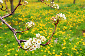 Zarte Blüten auf gelber Butterblumenwiese