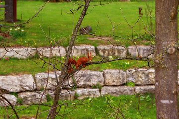 Eichhörnchen in Sicht