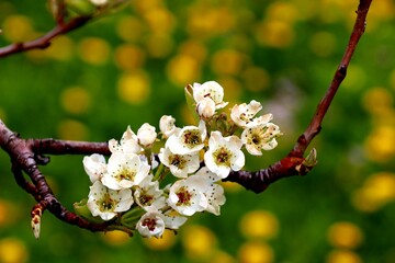 Blüte im gelben Mantel