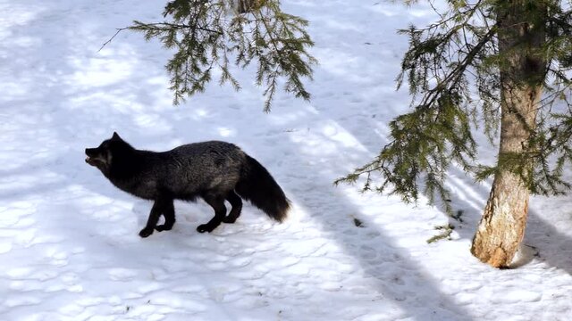 Black-brown fox in the forest