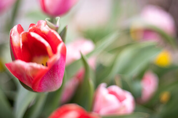 Naklejka premium Tulip in soft focus