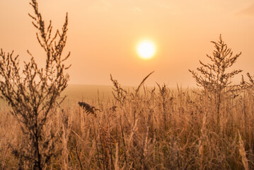 Fototapeta premium wschód we mgle 3