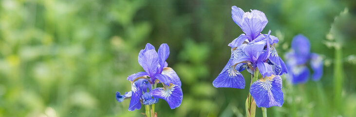 Blue iris flowers in the garden.landscape with irises against blurred nature. Flower fields in...