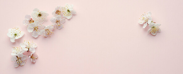 Banner with apricot tree blossom flowers on soft pink background. Dreamy romantic image, copy space.