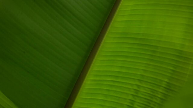 The banana tree leaf texture in the sun with the wind. Green leaf abstract background. Pattern concepts. Slow-motion video.