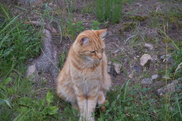 rudy kot siedzi na trawie
