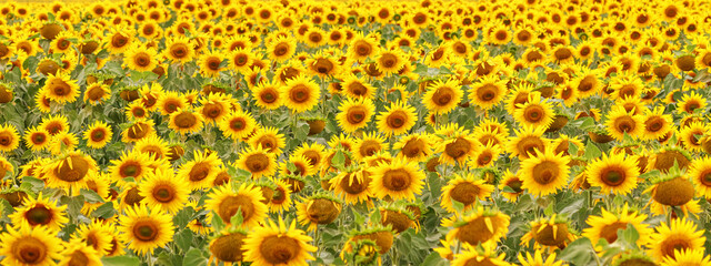 Agricultural background, banner, panorama - blooming sunflower field in the rays of the summer sun