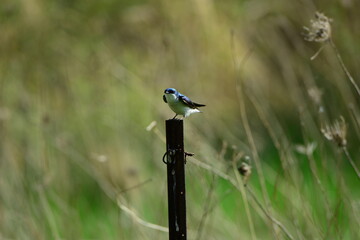 Tree Swallow On Steel Post