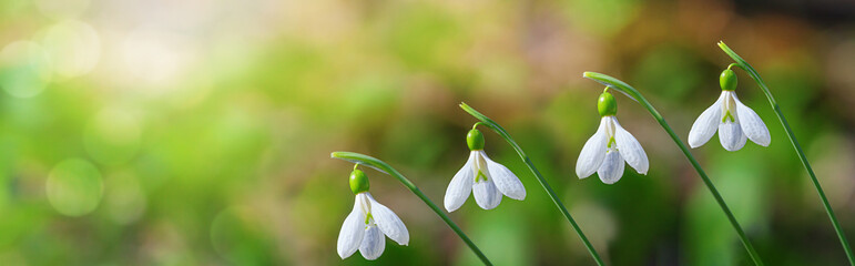 Beautifull snowdrops, banner - blooming white flowers in early spring in the forest, closeup with space for text