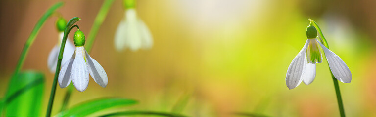 Beautifull snowdrops, banner - blooming white flowers in early spring in the forest, closeup with space for text