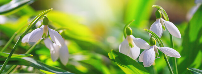 Beautifull snowdrops, banner - blooming white flowers in early spring in the forest, closeup with...