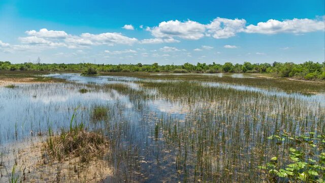 Time-lapse of wetlands landscape - Chapel Trail Nature Preserve, Pembroke Pines, Florida, USA